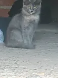 Sacha