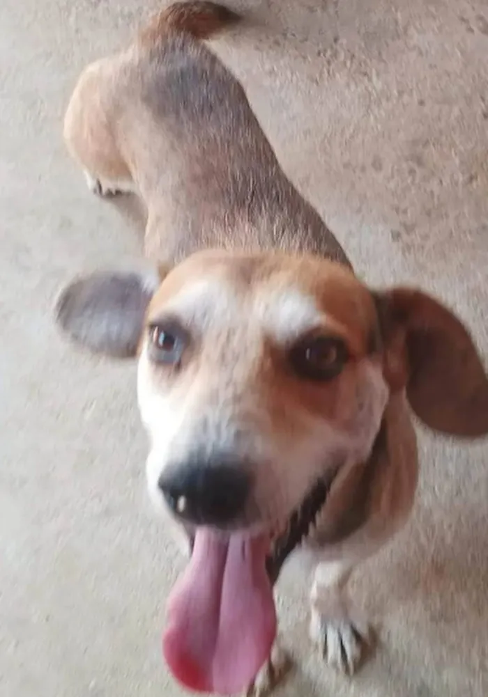 Cachorro ra a SRD-ViraLata idade 3 anos nome Jorge Charmoso