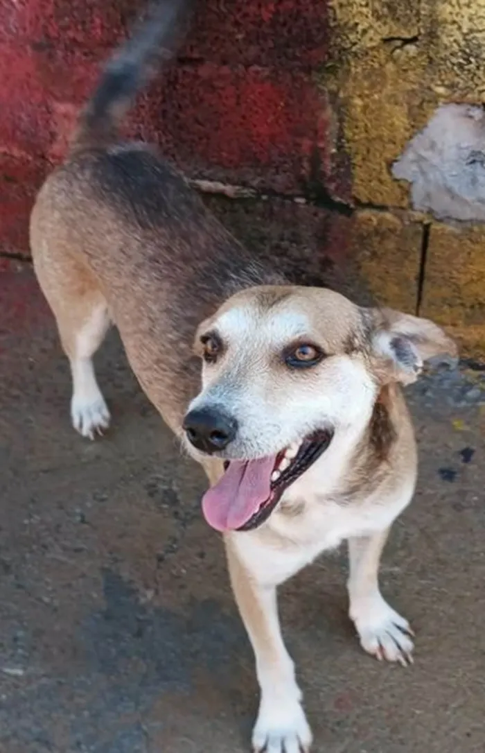 Cachorro ra a SRD-ViraLata idade 3 anos nome Jorge Charmoso