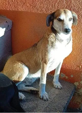 Cachorro ra a SRD-ViraLata idade 3 anos nome Jorge Charmoso