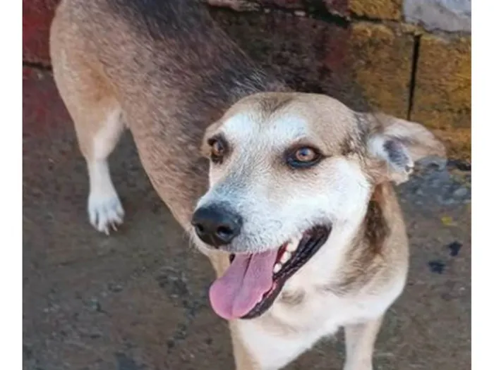 Cachorro ra a SRD-ViraLata idade 3 anos nome Jorge Charmoso