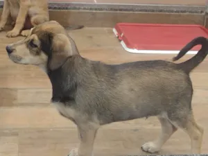 Cachorro raça SRD-ViraLata idade 2 a 6 meses nome Joca