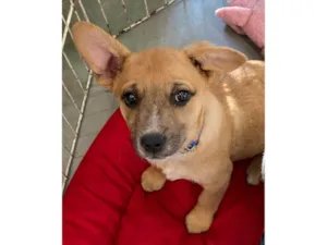 Cachorro raça SRD-ViraLata idade 2 a 6 meses nome Luã