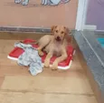 Cachorro raça SRD-ViraLata idade 2 a 6 meses nome Nino