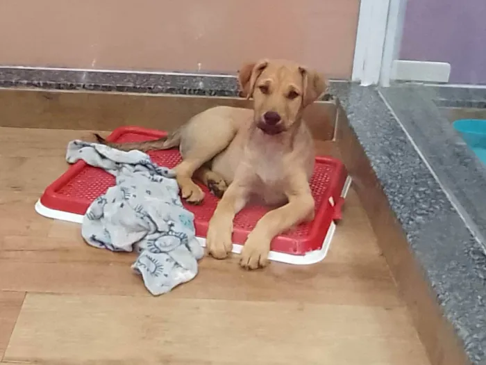 Cachorro raça SRD-ViraLata idade 2 a 6 meses nome Nino
