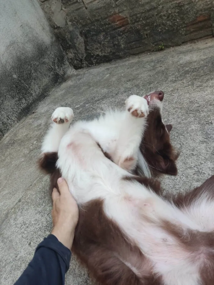 Cachorro raça Border Collie  idade 2 anos nome Kaite