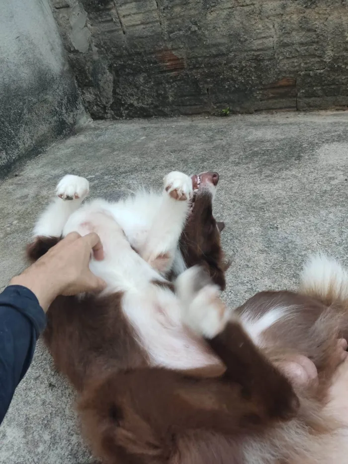 Cachorro raça Border Collie  idade 2 anos nome Kaite