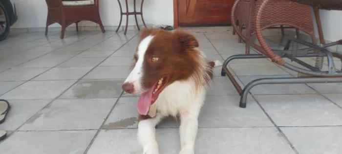 Cachorro raça Border Collie  idade 2 anos nome Kaite