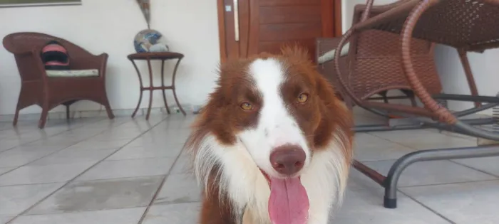 Cachorro raça Border Collie  idade 2 anos nome Kaite
