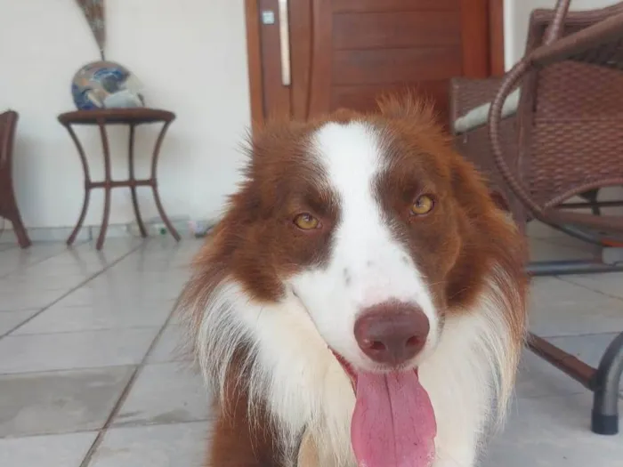 Cachorro raça Border Collie  idade 2 anos nome Kaite