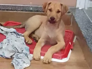 Cachorro raça SRD-ViraLata idade 2 a 6 meses nome Nino