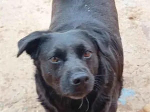 Cachorro raça SRD-ViraLata idade 3 anos nome César Doçura