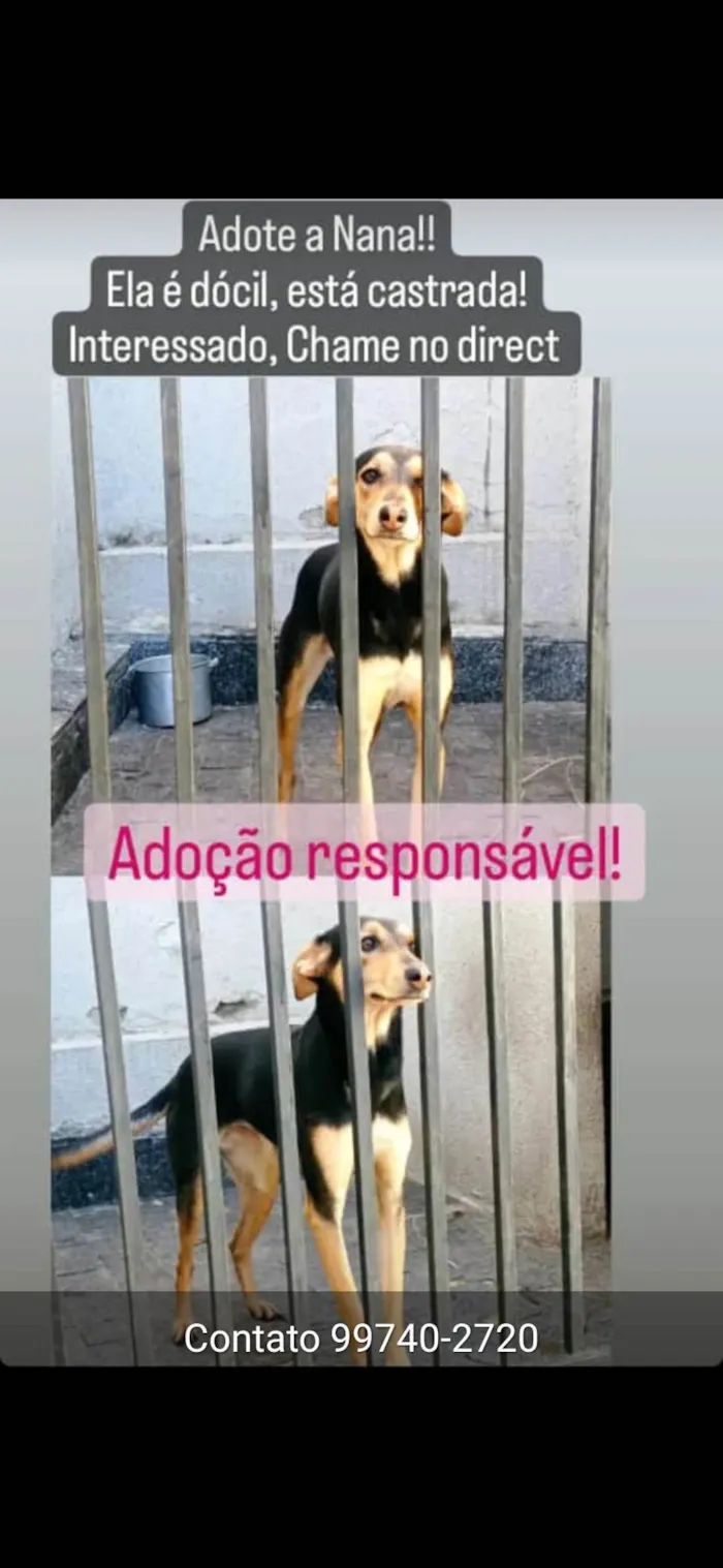 Cachorro raça SRD-ViraLata idade 1 ano nome Nãna