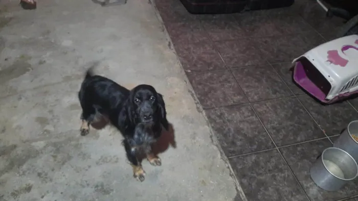 Cachorro ra a Cooker idade 1 ano nome Emilly