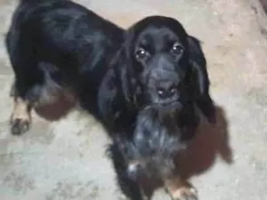 Cachorro raça Cooker idade 1 ano nome Emilly
