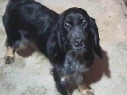 Cachorro ra a Cooker idade 1 ano nome Emilly