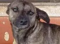 Cachorro raça SRD-ViraLata idade 3 anos nome Esmeralda Fofa