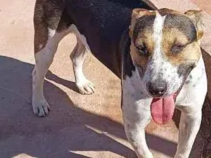 Cachorro raça SRD-ViraLata idade 1 ano nome Bull Terrier