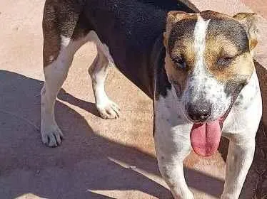 Cachorro raça SRD-ViraLata idade 1 ano nome Bull Terrier