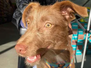 Cachorro raça SRD-ViraLata idade 7 a 11 meses nome Caxu
