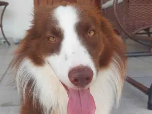 Cachorro raça Border Collie  idade 2 anos nome Kaite