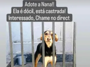 Cachorro raça SRD-ViraLata idade 1 ano nome Nãna