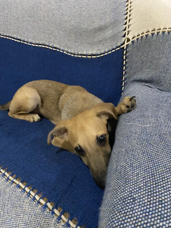 Cachorro raça SRD-ViraLata idade 2 a 6 meses nome Baco