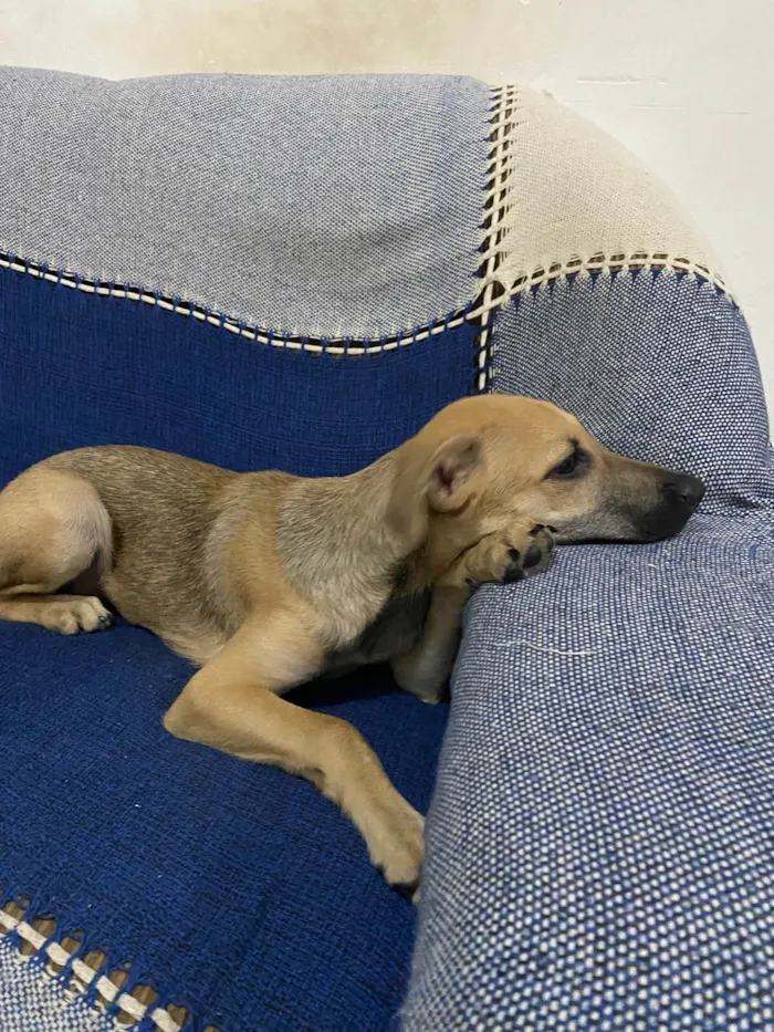 Cachorro raça SRD-ViraLata idade 2 a 6 meses nome Baco