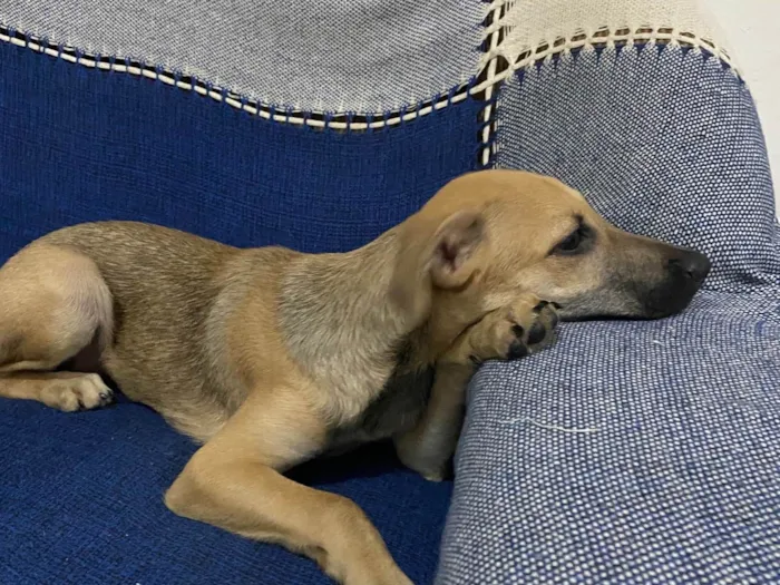 Cachorro raça SRD-ViraLata idade 2 a 6 meses nome Baco