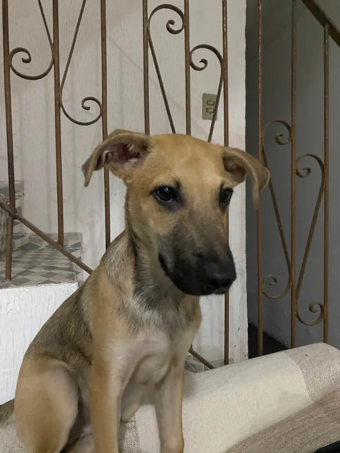 Cachorro raça SRD-ViraLata idade 2 a 6 meses nome Baco