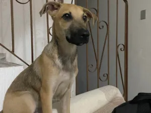 Cachorro raça SRD-ViraLata idade 2 a 6 meses nome Baco
