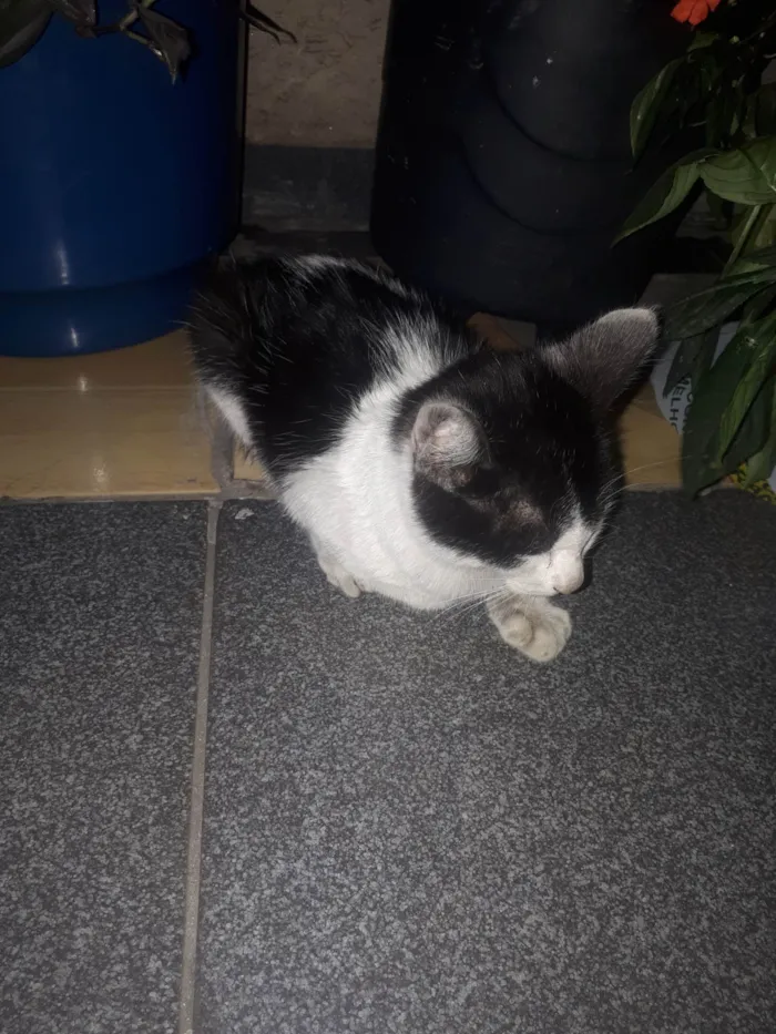 Gato ra a SRD-ViraLata idade 7 a 11 meses nome Filhote