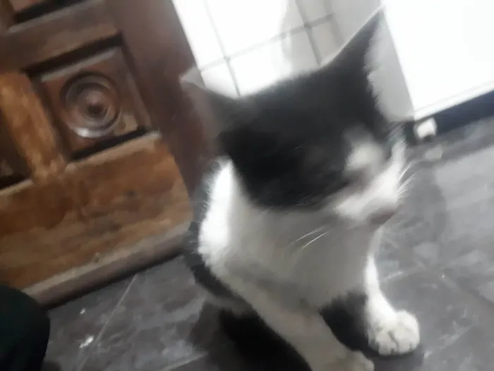 Gato ra a SRD-ViraLata idade 7 a 11 meses nome Filhote