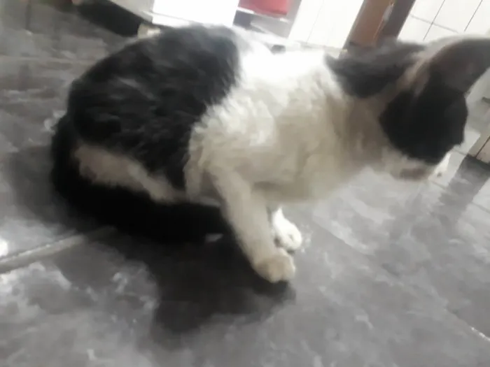 Gato ra a SRD-ViraLata idade 7 a 11 meses nome Filhote