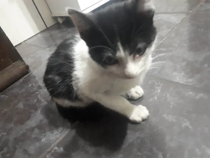 Gato ra a SRD-ViraLata idade 7 a 11 meses nome Filhote