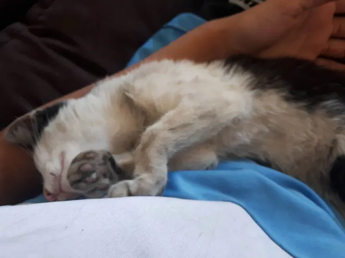 Gato ra a SRD-ViraLata idade 7 a 11 meses nome Filhote