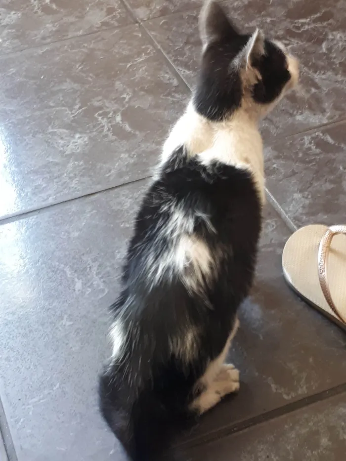 Gato ra a SRD-ViraLata idade 7 a 11 meses nome Filhote