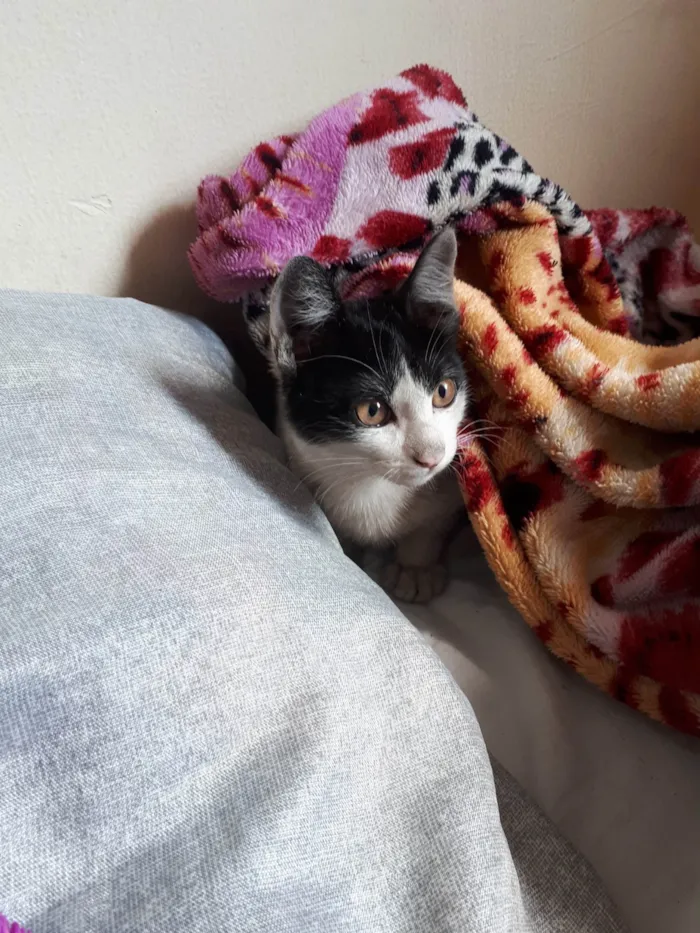 Gato ra a SRD-ViraLata idade 7 a 11 meses nome Filhote