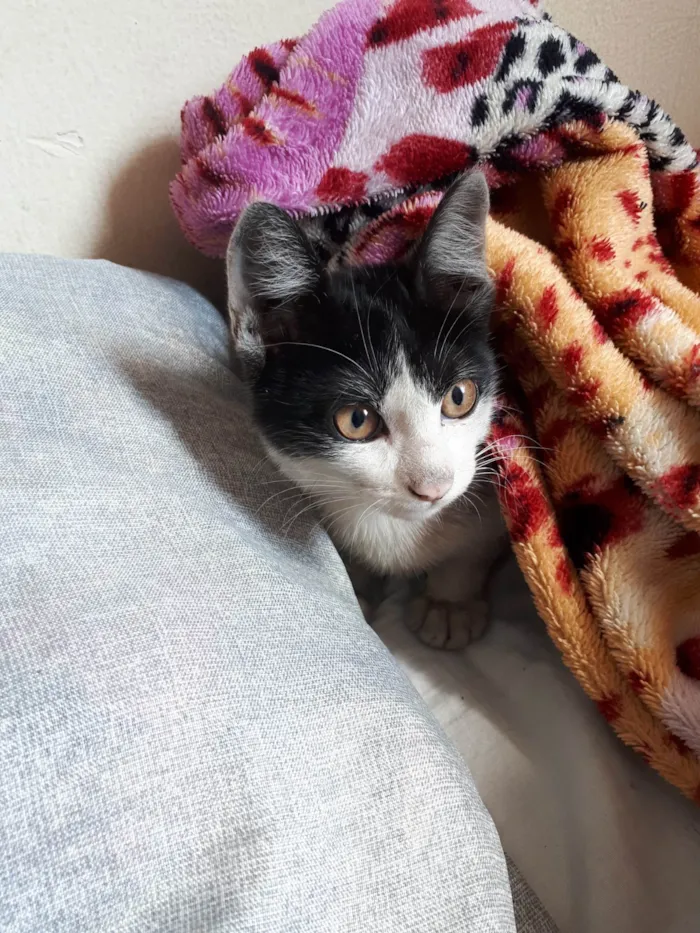 Gato ra a SRD-ViraLata idade 7 a 11 meses nome Filhote