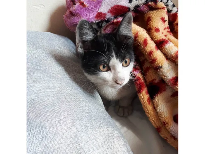Gato ra a SRD-ViraLata idade 7 a 11 meses nome Filhote