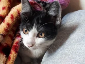 Gato raça SRD-ViraLata idade 7 a 11 meses nome Filhote