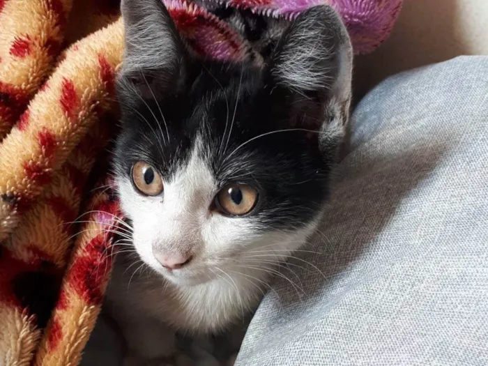 Gato ra a SRD-ViraLata idade 7 a 11 meses nome Filhote