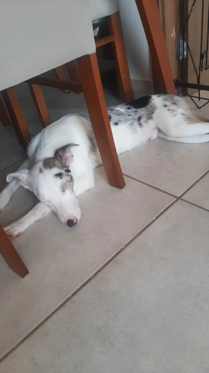 Cachorro ra a Mestiço border collie idade 7 a 11 meses nome Zeus
