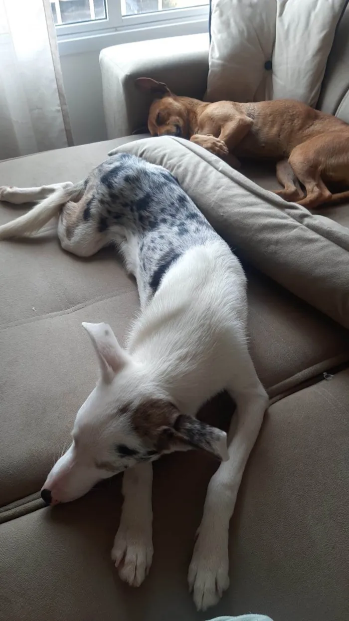 Cachorro ra a Mestiço de border collie idade 7 a 11 meses nome Zeus 