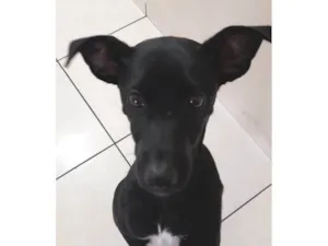 Cachorro raça Vira Lata idade 7 a 11 meses nome Pandora