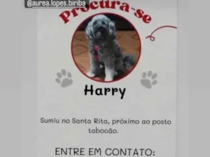 Cachorro raça Shitzu idade 6 ou mais anos nome Harry