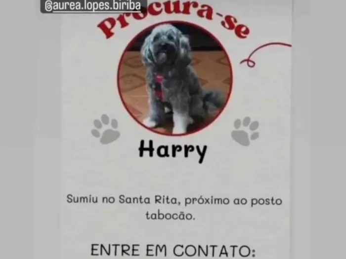 Cachorro ra a Shitzu idade 6 ou mais anos nome Harry