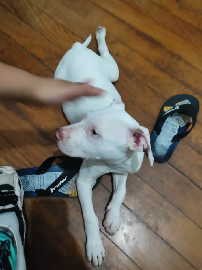 Cachorro ra a Pit-Bull idade 7 a 11 meses nome Luky