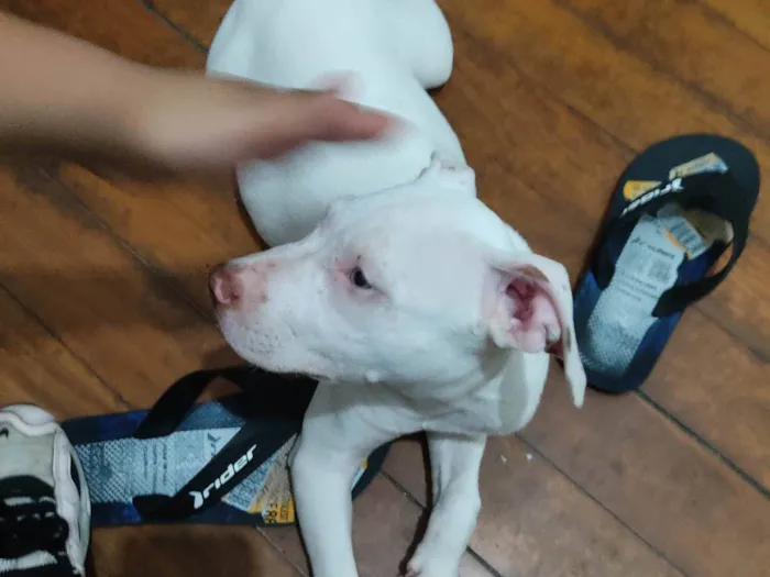 Cachorro ra a Pit-Bull idade 7 a 11 meses nome Luky