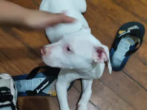 Cachorro raça Pit-Bull idade 7 a 11 meses nome Luky